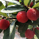 Myrica rubra & Bayberry Seeds