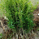 Myrica Rubra & Bayberry Seeds