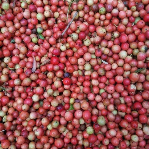 Nandina-domestica-Nandina-Seeds