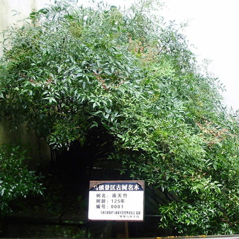 Nandina-domestica-Nandina-Seeds