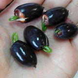 Nelumbo-nucifera-Fruit-bowl-lotus-Seeds