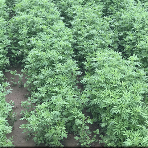 Nepeta cataria & Catnip Seeds