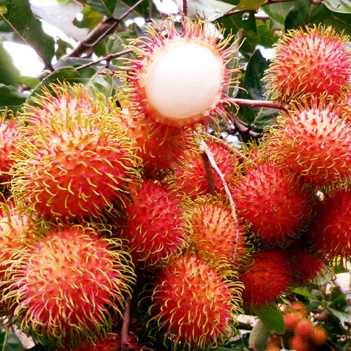 Rambutan Seeds