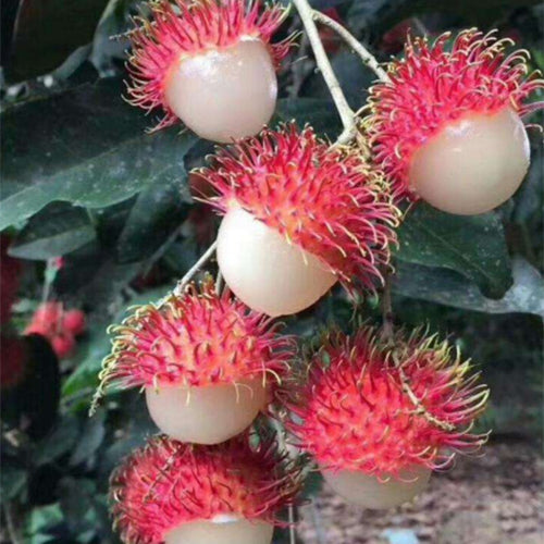African Rambutan Rambutan Seeds
