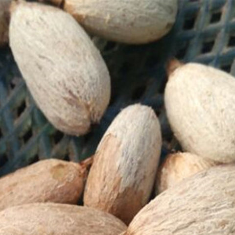 Nephelium-lappaceum-Rambutan-Seeds