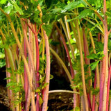 Netherlands Red Celery Seeds