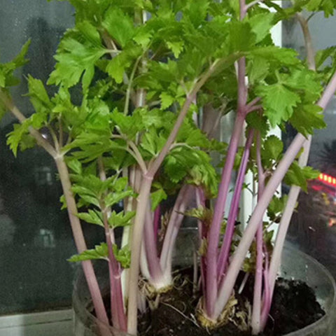 Netherlands Red Celery Seeds