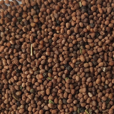 Nicotiana Alata & Jasmine Tobacco Seeds