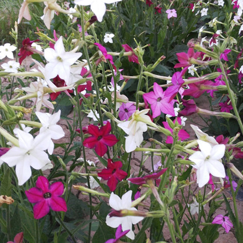 Nicotiana Alata & Jasmine Tobacco Seeds