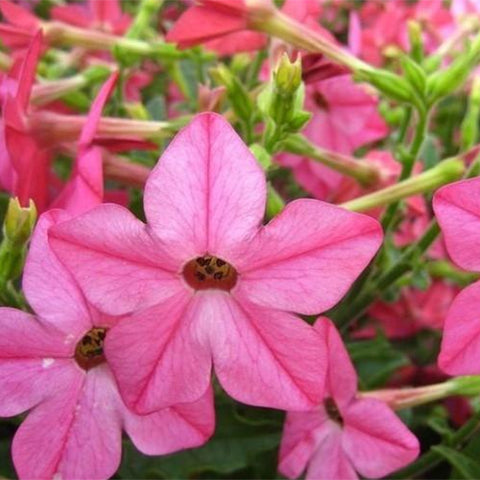 Nicotiana-Alata-Link-Et-Otto-Seeds