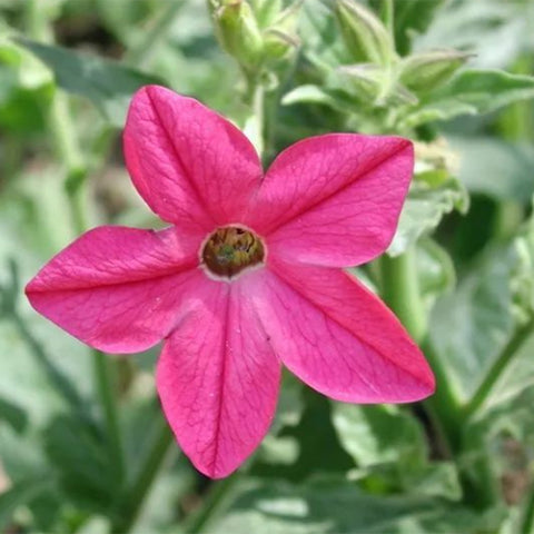 Nicotiana-Alata-Link-Et-Otto-Seeds