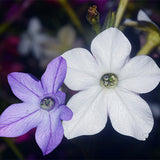 Nicotiana-Alata-Seeds