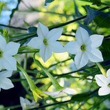 Nicotiana-Alata-Seeds