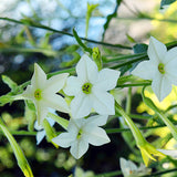 Nicotiana-Alata-Seeds