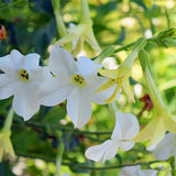 Nicotiana-Alata-Seeds