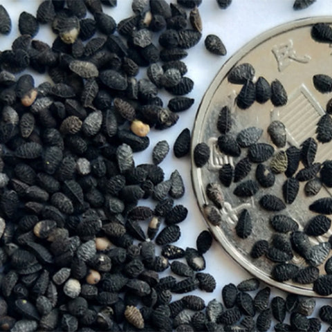 Nigella-Damascena-Devil-In-The-Bush-Seeds