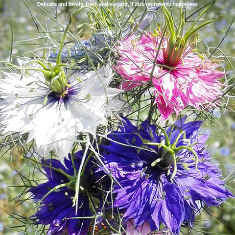 Nigella-Damascena-Devil-In-The-Bush-Seeds
