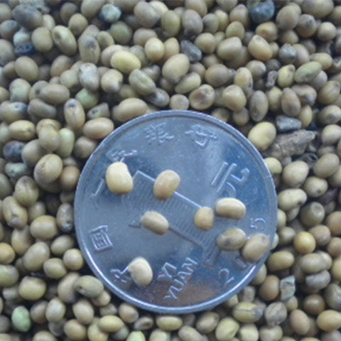 Nitraria-tangutorum-Nitraria-Seeds