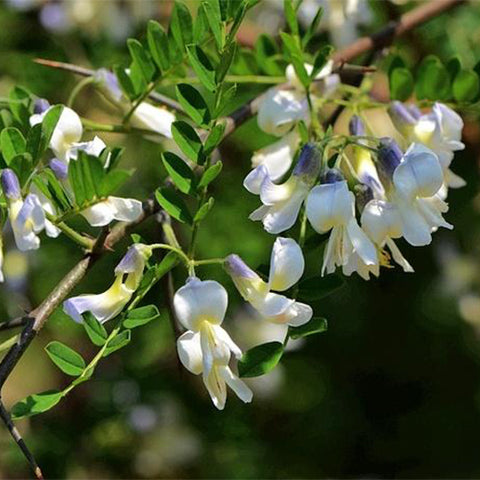 Nitraria-tangutorum-Nitraria-Seeds