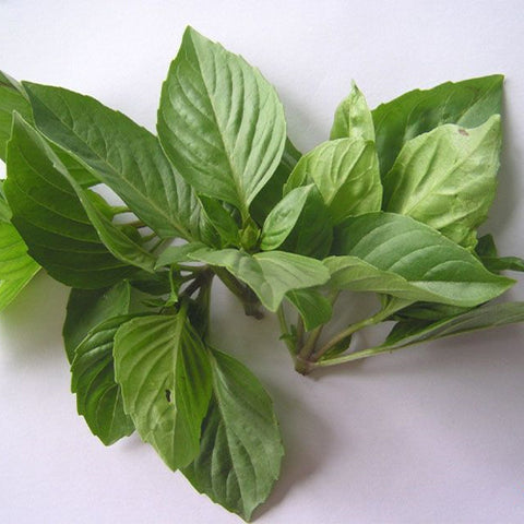 OCIMUM-VAR-SUAVE-Extremely-Fragrant-Basil-Seeds