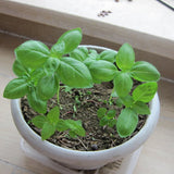 OCIMUM-VAR-SUAVE-Extremely-Fragrant-Basil-Seeds