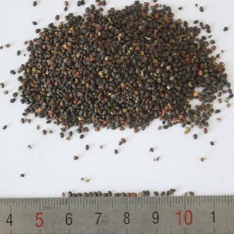 Ocimum-Basilicum-Large-Leaf-Basil-Seeds