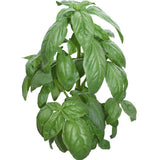 Ocimum-Basilicum-Large-Leaf-Basil-Seeds