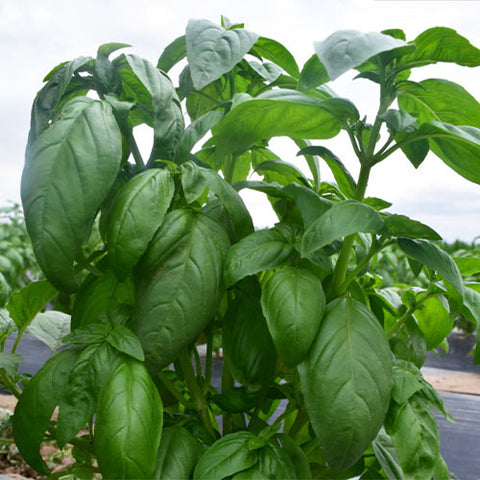 Ocimum-Basilicum-Large-Leaf-Basil-Seeds