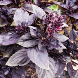 Ocimum-Basilicum-Purple-Ruffles-Sweet-Basil-Seeds