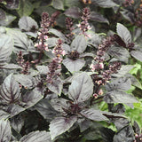 Ocimum-Basilicum-Purple-Ruffles-Sweet-Basil-Seeds