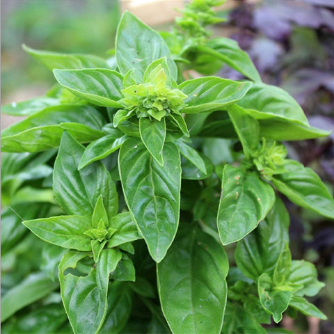 Ocimum-Basilicum-Sweet-Basil-Seeds