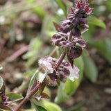 Ocimum-Gratissimum-Clove-Basil-Seeds