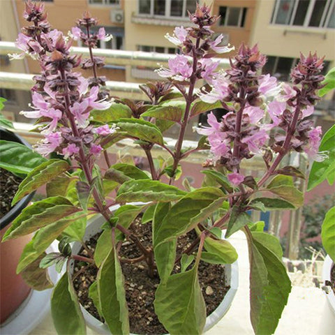 Ocimum-Gratissimum-Clove-Basil-Seeds