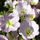 Oenothera Biennis & Evening Primrose Seeds