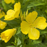 Oenothera Biennis & Evening Primrose Seeds