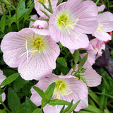 Oenothera Biennis & Evening Primrose Seeds