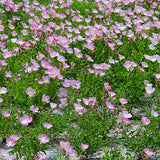 Oenothera-Speciosa-Seeds