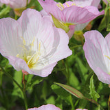 Oenothera-Speciosa-Seeds