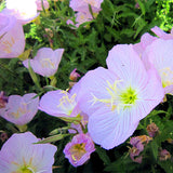 Oenothera-Speciosa-Seeds