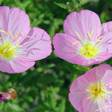 Oenothera-Speciosa-Seeds