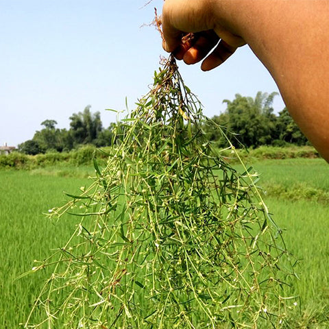 Oldenlandia diffusa & Herba Hedyotidis Seeds