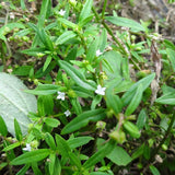 Oldenlandia diffusa & Herba Hedyotidis Seeds