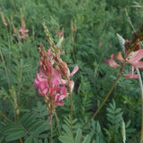 Onobrychis viciifolia-Common-sainfoin-Seeds