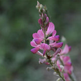 Onobrychis viciifolia-Common-sainfoin-Seeds