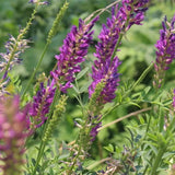 Onobrychis viciifolia-Common-sainfoin-Seeds