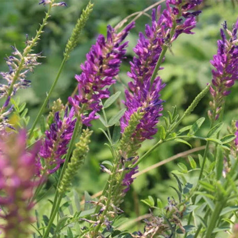 Onobrychis viciifolia-Common-sainfoin-Seeds