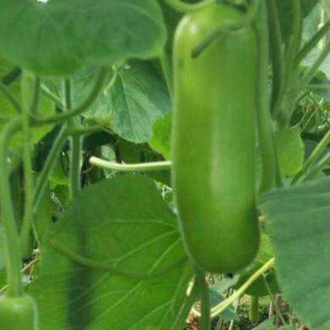 Hybrid F1 Lagenaria Siceraria & Opo Squash Seeds