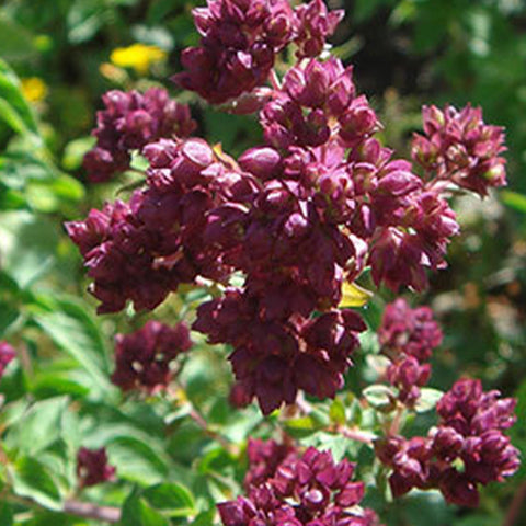 Origanum Vulgare Hirtum & Greece Oregano Seeds