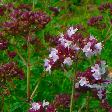Origanum Vulgare Hirtum & Greece Oregano Seeds