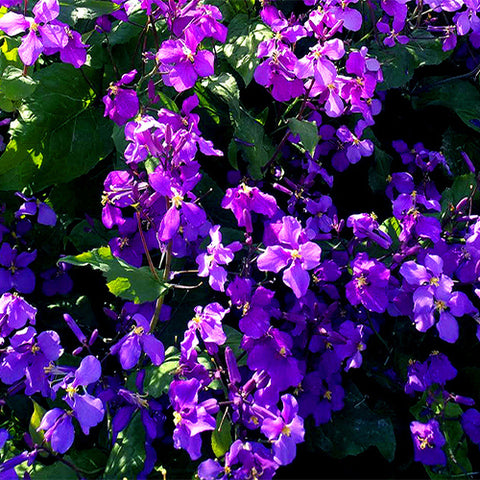 Orychophragmus-Violaceus-Chinese-Violet-Cress-Seeds